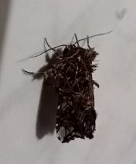 Noctuoidea