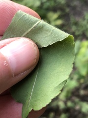 Symphyotrichum urophyllum
