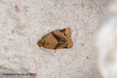 Neocalyptis affinisana