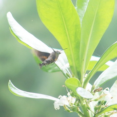 Macroglossum corythus