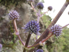 Eryngium glaziovianum