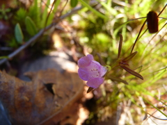 Agalinis neoscotica