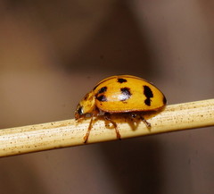 Harmonia octomaculata