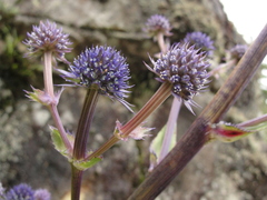 Eryngium glaziovianum
