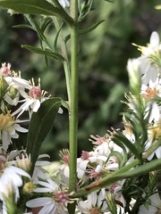 Symphyotrichum urophyllum