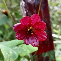 Cosmos scabiosoides