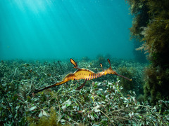 Phyllopteryx taeniolatus