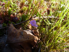 Agalinis neoscotica