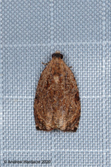 Cryptophlebia repletana