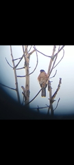 Accipiter striatus ventralis