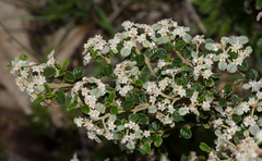Spyridium parvifolium