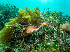 Phyllopteryx taeniolatus