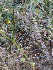 Mentha pulegium