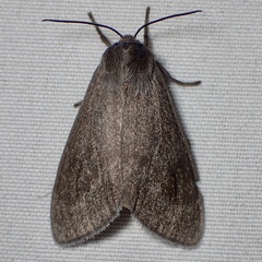 Euchaetes fusca