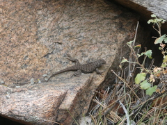 Sceloporus consobrinus