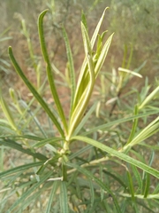 Cassinia longifolia