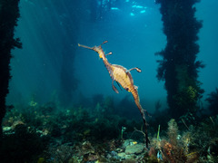 Phyllopteryx taeniolatus