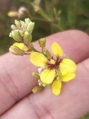 Sinapidendron angustifolium