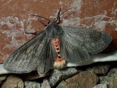 Euchaetes fusca
