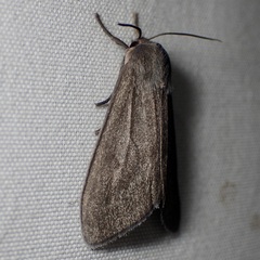 Euchaetes fusca