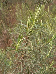 Cassinia longifolia