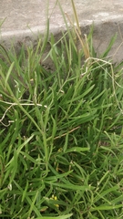 Sinapidendron angustifolium