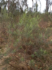 Cassinia longifolia