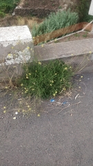 Sinapidendron angustifolium