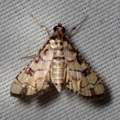 Hileithia magualis