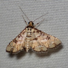 Hileithia magualis