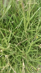 Sinapidendron angustifolium