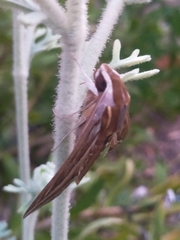 Hippotion celerio