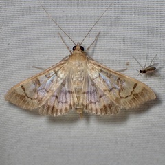 Mimorista subcostalis