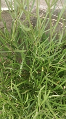 Sinapidendron angustifolium