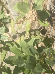 Rhopalomyia californica