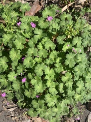 Geranium molle