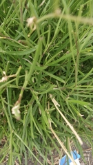 Sinapidendron angustifolium