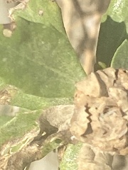 Rhopalomyia californica