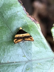 Choreutis basalis