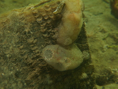 Ascidiella aspersa