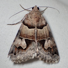 Drasteria pallescens