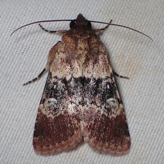 Properigea continens