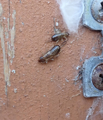 Forficula auricularia