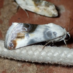 Acontia cretata