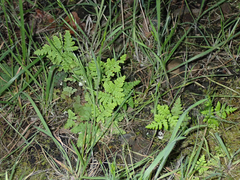 Pentagramma triangularis