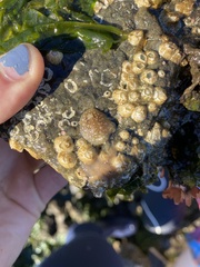 Onchidoris bilamellata