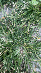 Eleusine indica