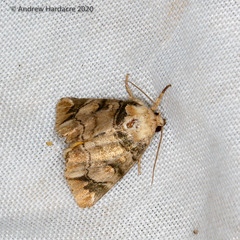 Antitrisuloides catocalina