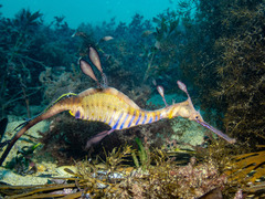 Phyllopteryx taeniolatus