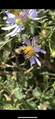 Bombus vosnesenskii